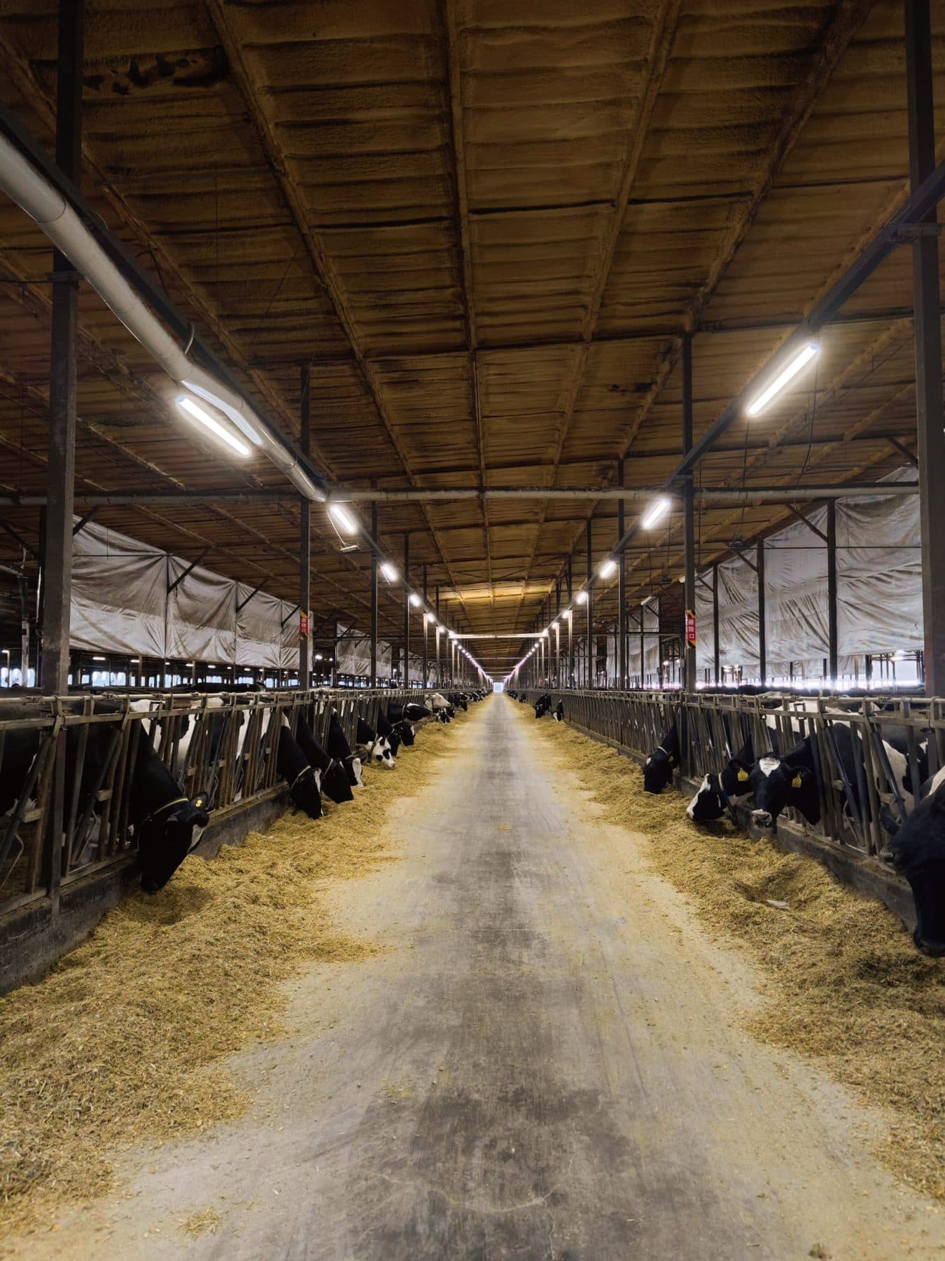 Lactating cow barn at Junlebao Banner Dairy Farm