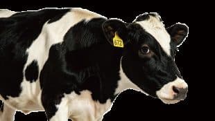 Dairy cow