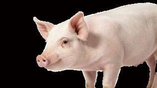 Pig